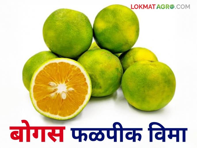 Bogus Pik Vima: Bogus fruit crop insurance exposed in Jalna district; Read the details of what the case is | Bogus Pik Vima : जालना जिल्ह्यात बोगस फळपीक विमा उघड; काय आहे प्रकरण ते वाचा सविस्तर Bogus Pik Vima: Bogus fruit crop insurance exposed in Jalna district; Read the details of what the case is | Bogus Pik Vima : जालना जिल्ह्यात बोगस फळपीक विमा उघड; काय आहे प्रकरण ते वाचा सविस्तर