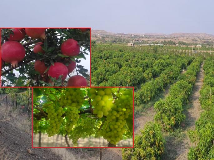 Planning of exportable orchards on 7 thousand hectares in drought prone areas of Satara district | सातारा जिल्ह्यात दुष्काळी भागात निर्यातक्षम फळबागा होणार, एआय तंत्रज्ञान वापरणार; कृषी विभागाची तयारी Planning of exportable orchards on 7 thousand hectares in drought prone areas of Satara district | सातारा जिल्ह्यात दुष्काळी भागात निर्यातक्षम फळबागा होणार, एआय तंत्रज्ञान वापरणार; कृषी विभागाची तयारी