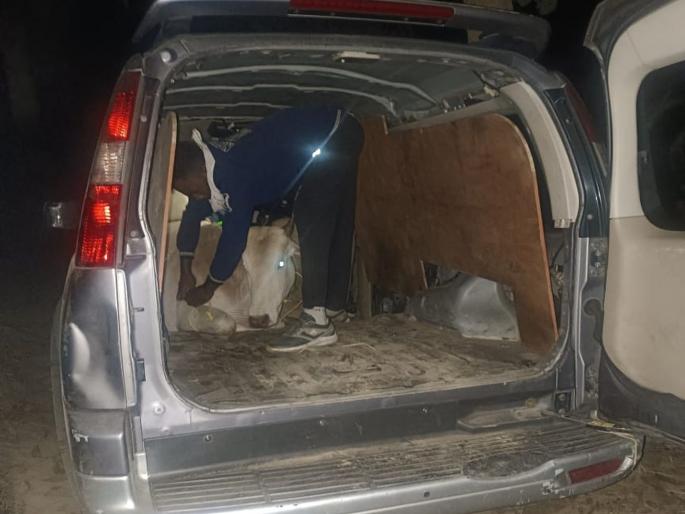 Rescued 16 cattle going to slaughter house Goods worth 4 lakh 20 thousand seized | कत्तलखान्यात जाणाऱ्या १६ जनावरांची केली सुटका; ४ लाख २० हजाराचा माल जप्त, सालेकसा पोलिसांची कारवाई Rescued 16 cattle going to slaughter house Goods worth 4 lakh 20 thousand seized | कत्तलखान्यात जाणाऱ्या १६ जनावरांची केली सुटका; ४ लाख २० हजाराचा माल जप्त, सालेकसा पोलिसांची कारवाई
