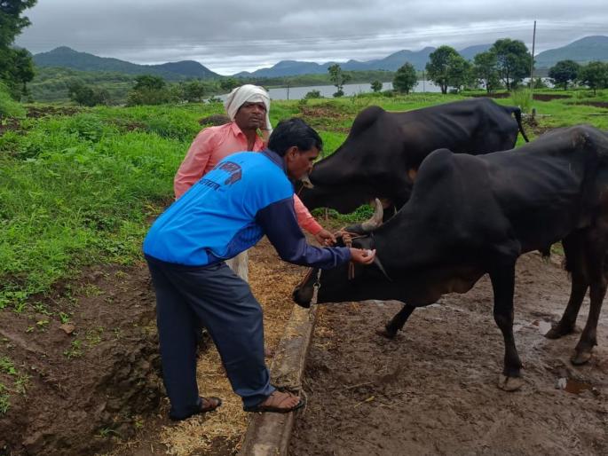 Four lakh animals have to be vaccinated; Resurgence of Lumpy Skin, animal infestation in Dindori, Malegaon | चार लाख जनावरांचे करावे लागणार लसीकरण; लम्पी स्कीनचा पुन्हा धोका, दिंडोरी, मालेगावात जनावरांना लागण Four lakh animals have to be vaccinated; Resurgence of Lumpy Skin, animal infestation in Dindori, Malegaon | चार लाख जनावरांचे करावे लागणार लसीकरण; लम्पी स्कीनचा पुन्हा धोका, दिंडोरी, मालेगावात जनावरांना लागण