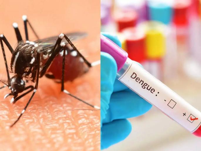 Dengue patients number Increase in mumbai | डेंग्यूचा डोक्याला ताप! रुग्ण संख्येत वाढ Dengue patients number Increase in mumbai | डेंग्यूचा डोक्याला ताप! रुग्ण संख्येत वाढ