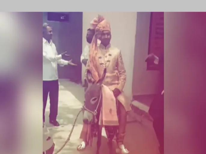 VIDEO: Didn't get a horse for marriage, groom's sat on a donkey; Watch the video... | VIDEO: लग्नासाठी घोडी मिळाली नाही, चक्क गाढवावरुन काढली नवरदेवाची मिरवणूक; पाहा व्हिडिओ... VIDEO: Didn't get a horse for marriage, groom's sat on a donkey; Watch the video... | VIDEO: लग्नासाठी घोडी मिळाली नाही, चक्क गाढवावरुन काढली नवरदेवाची मिरवणूक; पाहा व्हिडिओ...