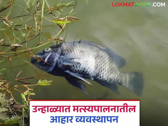 Latest News Fish Farming Fish Diet Management in Summer see details | Fish Farming : उन्हाळ्यात माशांना काय खायला द्याल? कोणत्या गोष्टी टाळाल? वाचा सविस्तर  Latest News Fish Farming Fish Diet Management in Summer see details | Fish Farming : उन्हाळ्यात माशांना काय खायला द्याल? कोणत्या गोष्टी टाळाल? वाचा सविस्तर