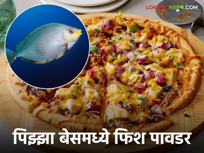Fish Powder in Pizza base food aquaculture product in food industry | Fish Powder in Pizza : पिझ्झा बेसमध्ये फिश पावडरचे बोल्ड फ्यूजन; जाणून घ्या रेसिपी Fish Powder in Pizza base food aquaculture product in food industry | Fish Powder in Pizza : पिझ्झा बेसमध्ये फिश पावडरचे बोल्ड फ्यूजन; जाणून घ्या रेसिपी
