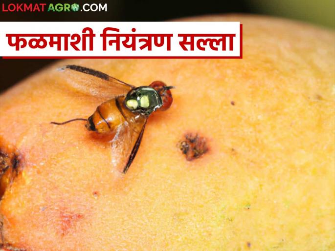 This is a very simple and cheap solution to protect, increase the size and weight of hapus mango fruits | हापूसच्या फळांचे संरक्षण, आकार व वजन वाढविण्यासाठी करा हा एकदम सोपा स्वस्त उपाय This is a very simple and cheap solution to protect, increase the size and weight of hapus mango fruits | हापूसच्या फळांचे संरक्षण, आकार व वजन वाढविण्यासाठी करा हा एकदम सोपा स्वस्त उपाय