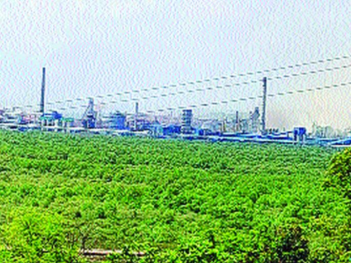 Order of action against JSW Company | जेएसडब्ल्यू कंपनीवर कारवाईचे आदेश