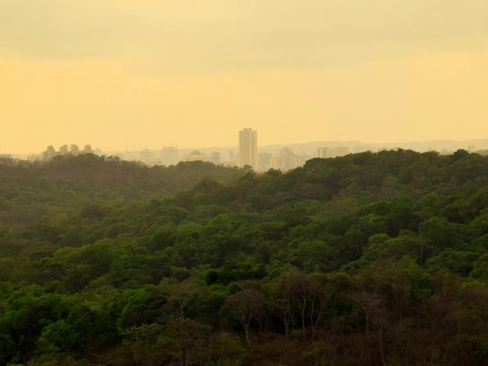 Mumbai is rich in environmental terms; A real forest, not a concrete one | मुंबई पर्यावरणाच्या दृष्टीने प्रचंड समृद्ध; काॅंक्रीटचे नव्हे, खराेखरीचे जंगल Mumbai is rich in environmental terms; A real forest, not a concrete one | मुंबई पर्यावरणाच्या दृष्टीने प्रचंड समृद्ध; काॅंक्रीटचे नव्हे, खराेखरीचे जंगल