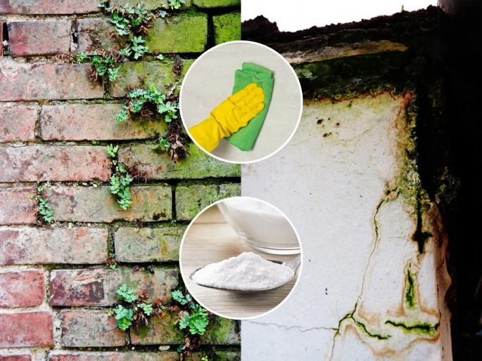 How to remove moss from stairs and home Monsoon home care tips Home remedies for monsoon fungus | पावसाळ्यात भिंतीवर बुरशी- पायऱ्या आणि अंगणात शेवाळ साचलं? ३ सोपे उपाय, त्रास होईल कमी