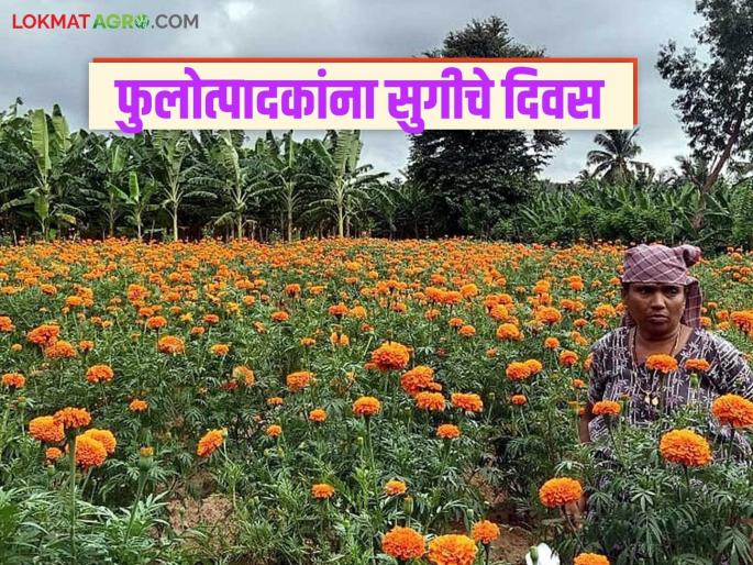 Latest News Nashik ful Bajar Flower prices expected to increase in next week see details | Ful Market : गेल्या आठवड्यात फुलांचे मार्केट वाढले, आता कोसळले, पुढे वाढतील, वाचा सविस्तर  Latest News Nashik ful Bajar Flower prices expected to increase in next week see details | Ful Market : गेल्या आठवड्यात फुलांचे मार्केट वाढले, आता कोसळले, पुढे वाढतील, वाचा सविस्तर