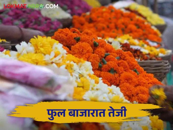 Flower Market : There is an increase in the price of flowers during Ganeshotsav | Flower Market : गणेशोत्सवात फुलांच्या दरात होतेय वाढ Flower Market : There is an increase in the price of flowers during Ganeshotsav | Flower Market : गणेशोत्सवात फुलांच्या दरात होतेय वाढ