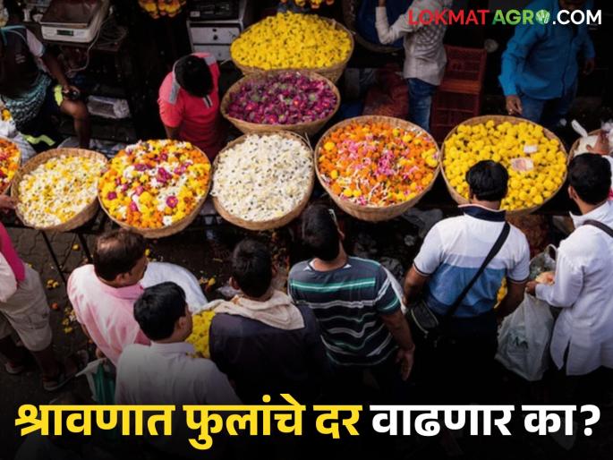 latest news flower market How will the prices of flowers be in month of Shravan Know in detail | Flower Market : श्रावण महिन्यात फुलांचे भाव कसे राहतील? जाणून घ्या सविस्तर 