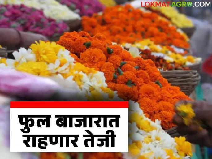 Rains cause damage to flower farming; arrivals are low, prices will increase just before the festival | पावसामुळे फुलशेतीचे नुकसान; आवक झाली कमी, सणाच्या तोंडावरच वाढणार भाव