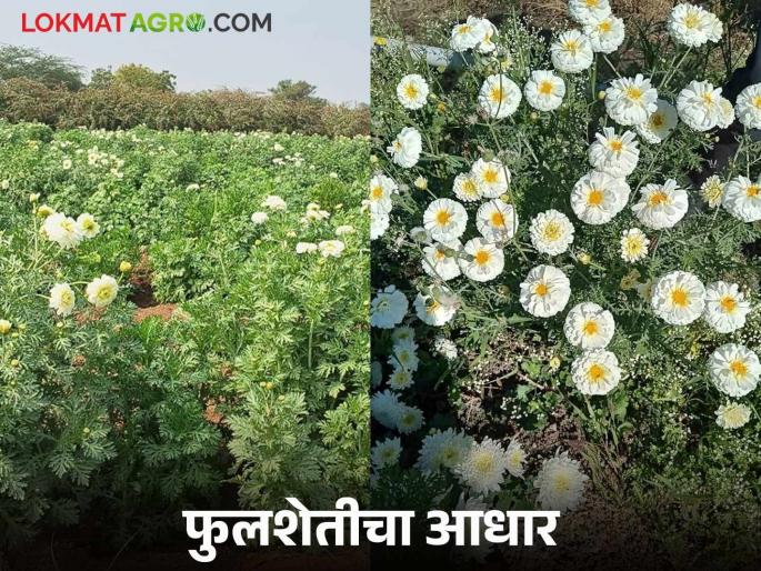 Latest News Jalgaon farmer's 25-guntha flower farm is heavy on maize, sorghum crops, read in detail | Flower Farming : जळगावच्या शेतकऱ्याची 25 गुंठ्यातील फुलशेती मका, ज्वारीला भारी, वाचा सविस्तर  Latest News Jalgaon farmer's 25-guntha flower farm is heavy on maize, sorghum crops, read in detail | Flower Farming : जळगावच्या शेतकऱ्याची 25 गुंठ्यातील फुलशेती मका, ज्वारीला भारी, वाचा सविस्तर