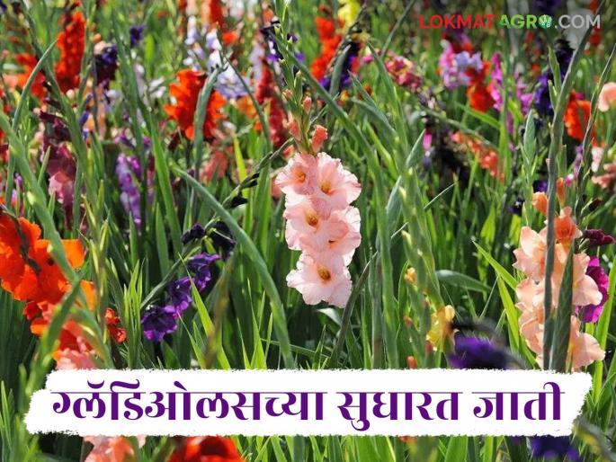 Latest News floriculture Which varieties of gladiolus flower yield more, read in detail | Gladiolus Flower : ग्लॅडिओलस फुलाच्या अधिक उत्पन्न मिळवून देणाऱ्या जाती कोणत्या, वाचा सविस्तर Latest News floriculture Which varieties of gladiolus flower yield more, read in detail | Gladiolus Flower : ग्लॅडिओलस फुलाच्या अधिक उत्पन्न मिळवून देणाऱ्या जाती कोणत्या, वाचा सविस्तर