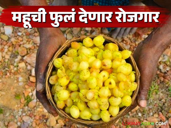Latest news Mahuchi fule 5 species of Mhow flowers developed in 12 acres of field, now tribal brand will be created | 12 एकर शेतात महूच्या फुलांच्या 5 प्रजाती विकसित, आता आदिवासी ब्रँड तयार होणार 