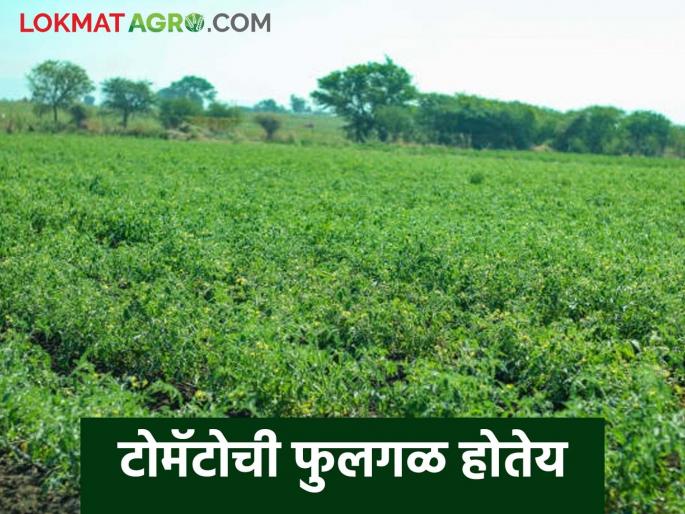 Latest News Tomato Fulgal Read in detail what is solution for flower blight in tomato crop | Tomato Fulgal : टोमॅटो पिकातील फुलगळ कशामुळे होते, उपाय काय करावे? वाचा सविस्तर 