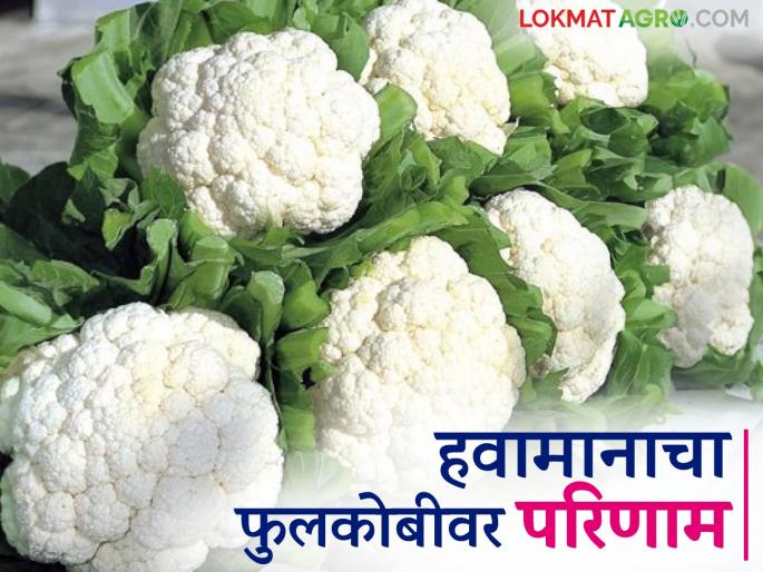 Cloudy Weather : Read in detail how cloudy weather affects cauliflower | Cloudy Weather : शेतकऱ्यांचे स्वप्न 'फूलकोबी' कोमेजणार का? वाचा सविस्तर Cloudy Weather : Read in detail how cloudy weather affects cauliflower | Cloudy Weather : शेतकऱ्यांचे स्वप्न 'फूलकोबी' कोमेजणार का? वाचा सविस्तर