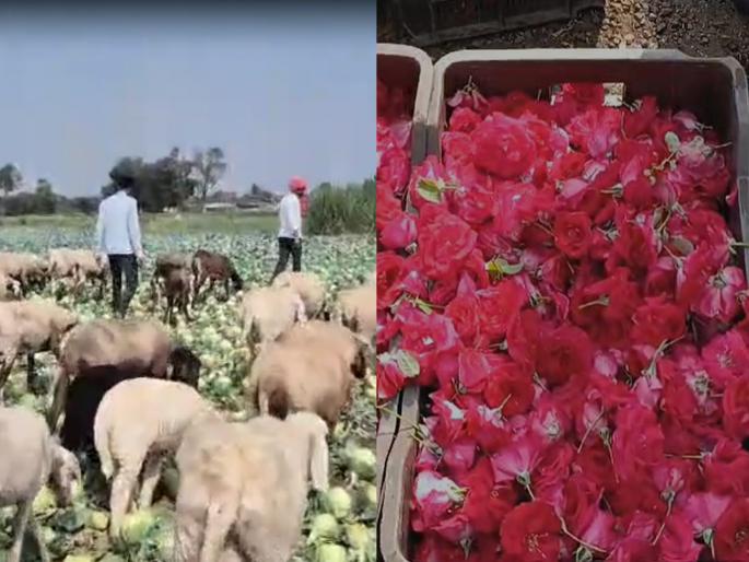 'Rose' of love for 50 rupees and 'Cabbage ' for 50 paise; The world's food source left goats and sheep in the standing crop | प्रेमाचा 'गुलाब' ५० रुपयांना अन् खायचा 'गुलाब' ५० पैशांना; जगाच्या पोशिंद्याने उभ्या पिकात शेळ्या-मेंढ्या सोडून दिल्या 'Rose' of love for 50 rupees and 'Cabbage ' for 50 paise; The world's food source left goats and sheep in the standing crop | प्रेमाचा 'गुलाब' ५० रुपयांना अन् खायचा 'गुलाब' ५० पैशांना; जगाच्या पोशिंद्याने उभ्या पिकात शेळ्या-मेंढ्या सोडून दिल्या