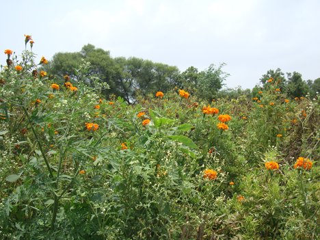 Due to monsoon the loss of billions of crores of farmland in Parner taluka | पावसामुळे पारनेर तालुक्यातील फुल शेतीचे कोट्यवधीचे नुकसान Due to monsoon the loss of billions of crores of farmland in Parner taluka | पावसामुळे पारनेर तालुक्यातील फुल शेतीचे कोट्यवधीचे नुकसान