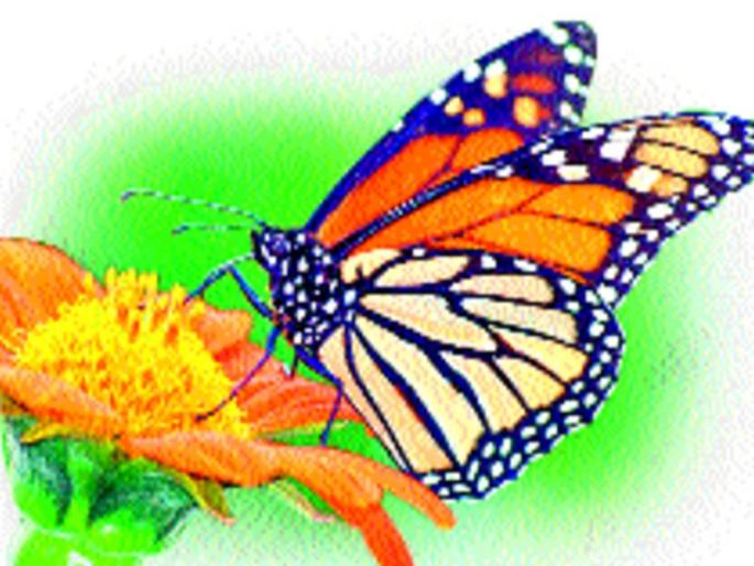 name ceremoney of 350 butterflies in the state | राज्यातील ३५० फुलपाखरांचे ‘बारसे’ name ceremoney of 350 butterflies in the state | राज्यातील ३५० फुलपाखरांचे ‘बारसे’