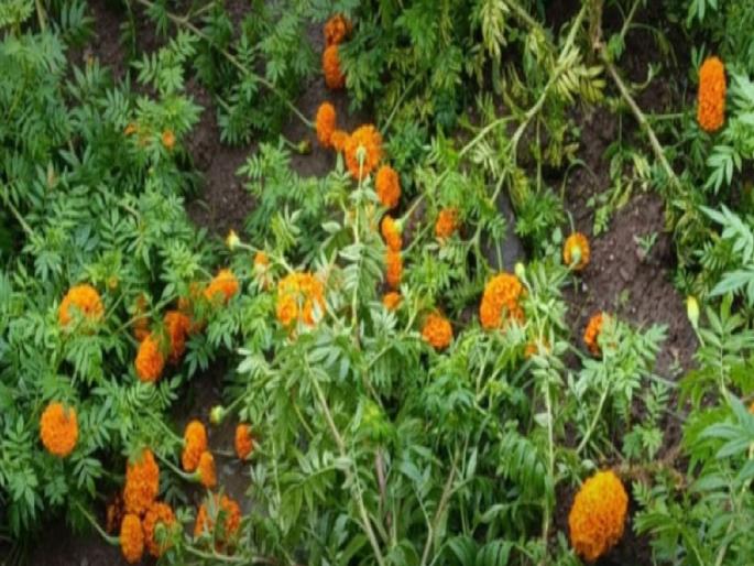 Flower cultivation in Kavatheekand Tasgaon areas withered due to meteorological crisis; The challenge of erratic weather continues | Sangli: आस्मानी संकटाने कवठेएकंद, तासगाव परिसरातील फुलशेती कोमेजली; लहरी हवामानाचे आव्हान कायम Flower cultivation in Kavatheekand Tasgaon areas withered due to meteorological crisis; The challenge of erratic weather continues | Sangli: आस्मानी संकटाने कवठेएकंद, तासगाव परिसरातील फुलशेती कोमेजली; लहरी हवामानाचे आव्हान कायम