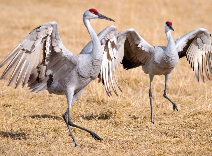 Funds were raised for the conservation of Maldhok, Tanmor | माळढोक, तनमोरच्या संवर्धनासाठी निधी मिळाला Funds were raised for the conservation of Maldhok, Tanmor | माळढोक, तनमोरच्या संवर्धनासाठी निधी मिळाला