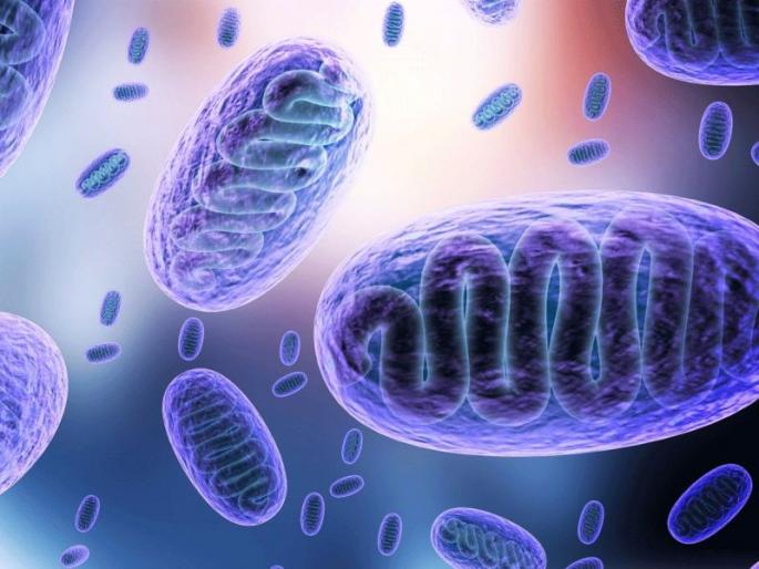 Nagpur has the highest number of patients with mucomycosis after Pune | Mucomycosis; म्युकरमायकोसिसचे पुण्यानंतर नागपुरात सर्वाधिक रुग्ण Nagpur has the highest number of patients with mucomycosis after Pune | Mucomycosis; म्युकरमायकोसिसचे पुण्यानंतर नागपुरात सर्वाधिक रुग्ण