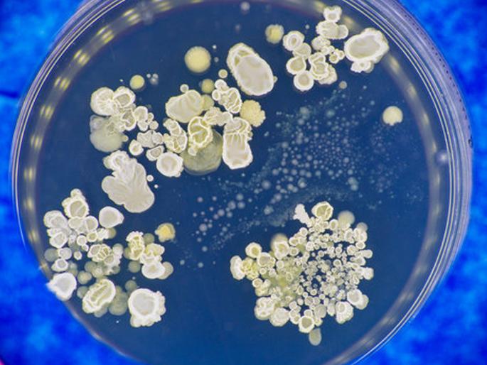 experts claims that fungi could be the source of our next pandemic | धोका ओळखा! पुढील महामारीचे कारण बुरशी ठरू शकते; संशोधनानंतर तज्ज्ञांचा मोठा दावा experts claims that fungi could be the source of our next pandemic | धोका ओळखा! पुढील महामारीचे कारण बुरशी ठरू शकते; संशोधनानंतर तज्ज्ञांचा मोठा दावा