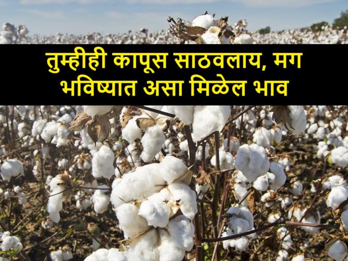 what will be future cotton market rates in Akola, Nagpur, Maharashtra markets | साठवलेल्या कापसाने सुटलीय खाज, एप्रिलमध्ये चढेल का दरवाढीचा साज what will be future cotton market rates in Akola, Nagpur, Maharashtra markets | साठवलेल्या कापसाने सुटलीय खाज, एप्रिलमध्ये चढेल का दरवाढीचा साज