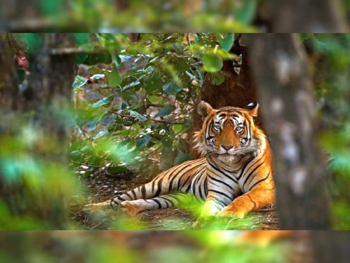 Tiger poaching case: Who else is in the network of Bavaria Talley in Punjab-Haryana? | पंजाब-हरयाणातील बावरिया टाेळीच्या जाळ्यात आणखी काेण-काेण? Tiger poaching case: Who else is in the network of Bavaria Talley in Punjab-Haryana? | पंजाब-हरयाणातील बावरिया टाेळीच्या जाळ्यात आणखी काेण-काेण?