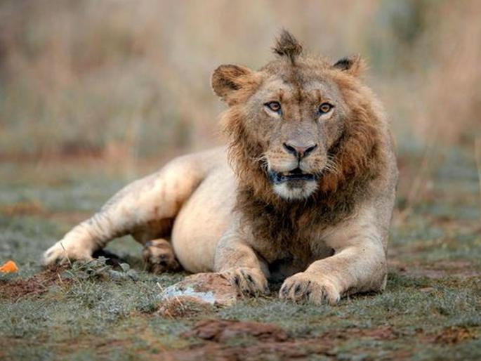 world is on way of another big epidemic; Drug, alcohol from lion bone is dangerous | जग दुसऱ्या मोठ्या महामारीच्या उंबरठ्यावर; सिंहाच्या हाडांपासून औषध, मद्याची निर्मिती घातक world is on way of another big epidemic; Drug, alcohol from lion bone is dangerous | जग दुसऱ्या मोठ्या महामारीच्या उंबरठ्यावर; सिंहाच्या हाडांपासून औषध, मद्याची निर्मिती घातक