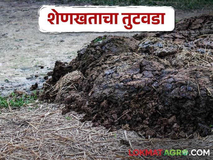 Livestock decreased, shortage of cow dung in rural areas.. Good price is getting | पशुधन घटले, ग्रामीण भागात शेणखताचा तुटवडा.. मिळतोय चांगला भाव Livestock decreased, shortage of cow dung in rural areas.. Good price is getting | पशुधन घटले, ग्रामीण भागात शेणखताचा तुटवडा.. मिळतोय चांगला भाव