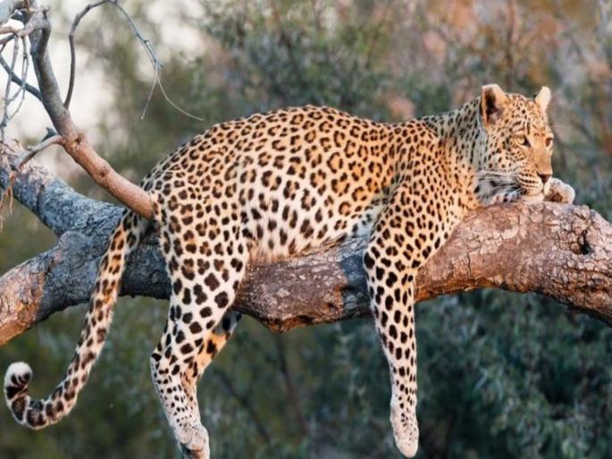 Second arrest in 10 days; Leopard terror still persists in Junnar taluka, large number of attacks on domestic animals | १० दिवसांत दुसरा जेरबंद; जुन्नरमध्ये अजूनही बिबटयाची दहशत कायम, पाळीव प्राण्यांवर मोठ्या प्रमाणात हल्ले Second arrest in 10 days; Leopard terror still persists in Junnar taluka, large number of attacks on domestic animals | १० दिवसांत दुसरा जेरबंद; जुन्नरमध्ये अजूनही बिबटयाची दहशत कायम, पाळीव प्राण्यांवर मोठ्या प्रमाणात हल्ले