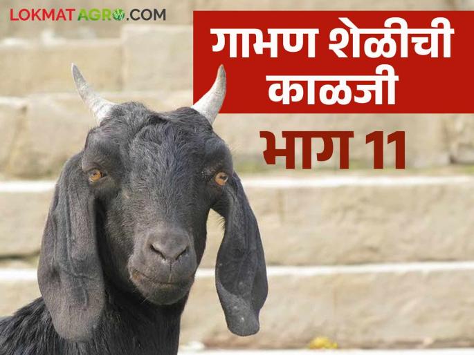 Latest News Goat Farming Guide Keep these things in mind during pregnancy of goat, read in detail | Goat Farming Guide : शेळीच्या गाभण काळात 'या' गोष्टी हमखास लक्षात ठेवा,  वाचा सविस्तर 