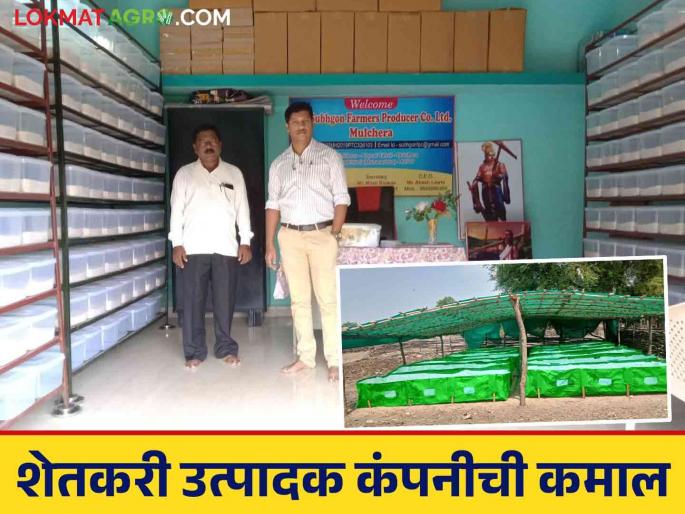Latest News Agriculture news Ten farmers started fpo company; Turnover over 40 lakhs, read in detail | Farmer Success Story : दहा शेतकऱ्यांनी सुरू केली कंपनी; उलाढाल ४० लाखांवर, वाचा सविस्तर  Latest News Agriculture news Ten farmers started fpo company; Turnover over 40 lakhs, read in detail | Farmer Success Story : दहा शेतकऱ्यांनी सुरू केली कंपनी; उलाढाल ४० लाखांवर, वाचा सविस्तर
