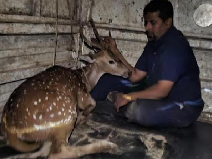 Sambar fell into a well in search of water, farmers and animal lovers gave their lives in Gadhinglaj taluka | पाण्याच्या शोधात विहिरीत पडले सांबर, शेतकरी व प्राणीमित्रांनी दिलं जीवदान; गडहिंग्लज तालुक्यातील घटना Sambar fell into a well in search of water, farmers and animal lovers gave their lives in Gadhinglaj taluka | पाण्याच्या शोधात विहिरीत पडले सांबर, शेतकरी व प्राणीमित्रांनी दिलं जीवदान; गडहिंग्लज तालुक्यातील घटना