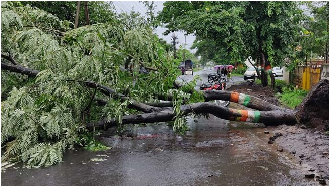 A tree fell on a walking bike and killed the grandson along with his grandmother | गडहिेंग्लज शहरात दुचाकीवर झाड पडून आजीसह नातू जागीच ठार A tree fell on a walking bike and killed the grandson along with his grandmother | गडहिेंग्लज शहरात दुचाकीवर झाड पडून आजीसह नातू जागीच ठार