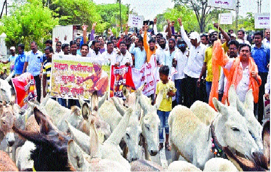 Sangli: The donkey front of the 'deprived Bahujan' | सांगली : ‘वंचित बहुजन’चा गाढव मोर्चा Sangli: The donkey front of the 'deprived Bahujan' | सांगली : ‘वंचित बहुजन’चा गाढव मोर्चा