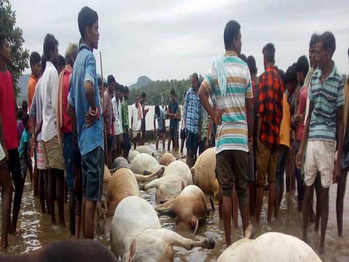 16 animals die and 33 disappeared in water in gadchiroli | नाल्यातील वीज प्रवाहाने 16 जनावरांचा मृत्यू, 33 बेपत्ता 16 animals die and 33 disappeared in water in gadchiroli | नाल्यातील वीज प्रवाहाने 16 जनावरांचा मृत्यू, 33 बेपत्ता