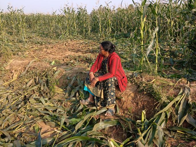 Wild elephant rampage in Artatondi area | मका मोडला, धान गाडले; गहू, चन्यालाही मातीमोल केले! Wild elephant rampage in Artatondi area | मका मोडला, धान गाडले; गहू, चन्यालाही मातीमोल केले!