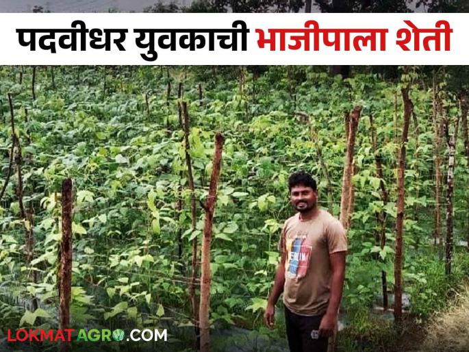 Latest News Graduate youth of Gadchiroli flourished vegetable farming read in details | Success Story : गडचिरोलीच्या पदवीधर युवकाने फुलवली चवळीची शेती, वाचा कसं केलं व्यवस्थापन! Latest News Graduate youth of Gadchiroli flourished vegetable farming read in details | Success Story : गडचिरोलीच्या पदवीधर युवकाने फुलवली चवळीची शेती, वाचा कसं केलं व्यवस्थापन!