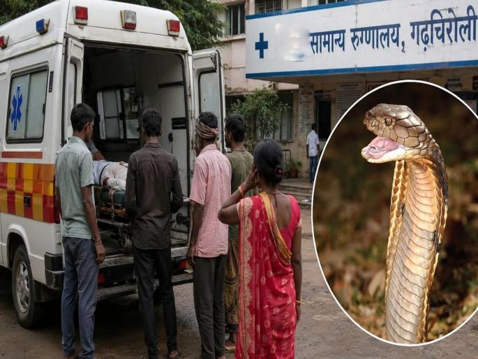 गडचिरोलीत सर्पदंशाने तीन विद्यार्थिनींचा मृत्यू