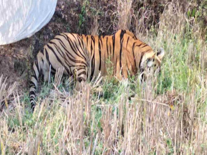 Tiger that killed two women injured in gadchiroli serious leg injury | दाेन महिलांना ठार करणारा वाघ झाला जखमी; पायाला गंभीर जखम Tiger that killed two women injured in gadchiroli serious leg injury | दाेन महिलांना ठार करणारा वाघ झाला जखमी; पायाला गंभीर जखम