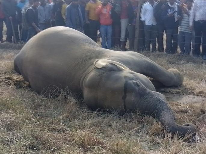Death of an elephant in the herd due to electrocution gadchiroli | वृध्देचा बळी घेणाऱ्या कळपातील हत्तीणीचा विजेच्या धक्क्याने मृत्यू Death of an elephant in the herd due to electrocution gadchiroli | वृध्देचा बळी घेणाऱ्या कळपातील हत्तीणीचा विजेच्या धक्क्याने मृत्यू