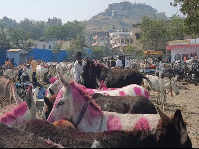 The donkey market in the Jejuri the market was declining, the turnover was over lakhs | जेजुरीत सालाबादप्रमाणे यंदाही भरला गाढवांचा बाजार, बाजाराला उतरती कळा