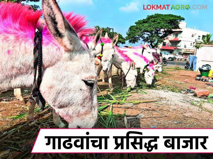 Gadhav Bajar Jejuri: The famous donkey market in Jejuri has a turnover of up to two crore rupees. | Gadhav Bajar Jejuri : जेजुरीमधील प्रसिद्ध गाढव बाजारात दोन कोटी रुपयांपर्यंत उलाढाल