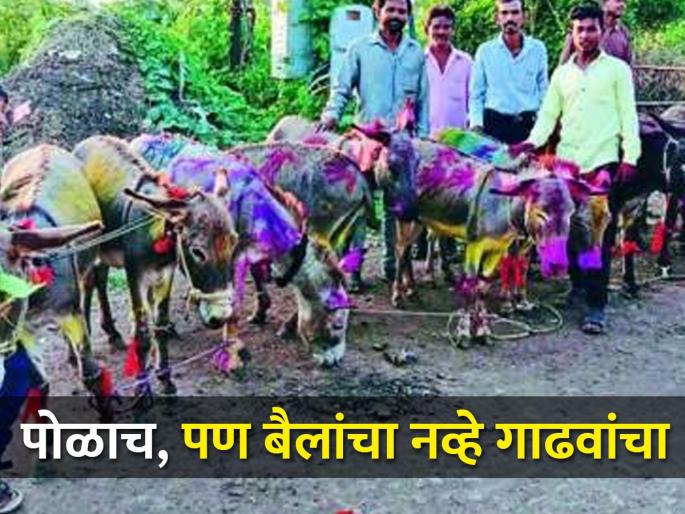 Pola is celebrating for donkeys in different way | आज या ठिकाणी बैलांचा नव्हे तर गाढवांचा पोळा होणार साजरा Pola is celebrating for donkeys in different way | आज या ठिकाणी बैलांचा नव्हे तर गाढवांचा पोळा होणार साजरा