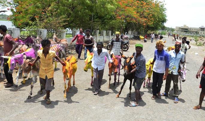 A procession of donkeys in Solapur; Nayadya provided protection | सोलापुरात गाढवांची काढली मिरवणूक; पुरणपोळीचा दिला नैवेद्य A procession of donkeys in Solapur; Nayadya provided protection | सोलापुरात गाढवांची काढली मिरवणूक; पुरणपोळीचा दिला नैवेद्य