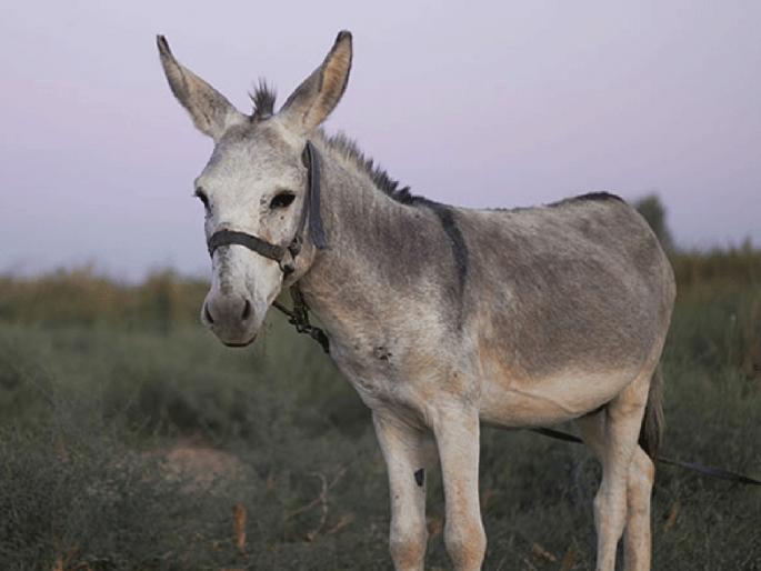 Animal beauty contest to be held in Kolhapur, prizes worth 69 lakhs; The first exhibition in the country | देशात पहिल्यांदाच कोल्हापुरात भरणार गाढवांचे प्रदर्शन, जनावरांच्या विविध स्पर्धेत तब्बल ६९ लाखांची बक्षिसे Animal beauty contest to be held in Kolhapur, prizes worth 69 lakhs; The first exhibition in the country | देशात पहिल्यांदाच कोल्हापुरात भरणार गाढवांचे प्रदर्शन, जनावरांच्या विविध स्पर्धेत तब्बल ६९ लाखांची बक्षिसे
