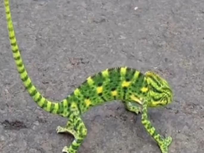 Chameleon lizard found in Gaganbavda Kolhapur district | Kolhapur: गगनबावड्यात आढळला 'शॅमेलिऑन' जातीचा सरडा Chameleon lizard found in Gaganbavda Kolhapur district | Kolhapur: गगनबावड्यात आढळला 'शॅमेलिऑन' जातीचा सरडा